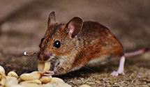 24 Hour & Emergency Exterminators in Beattyville, KY